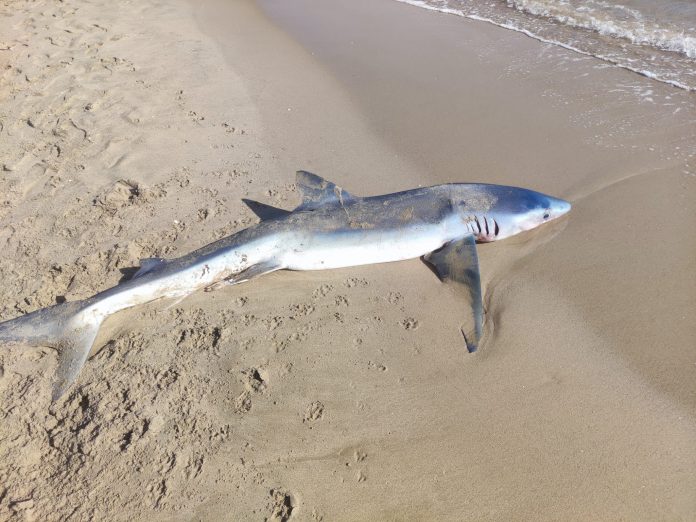 Aparece el cadáver de un tiburón de dos metros en una playa valenciana
