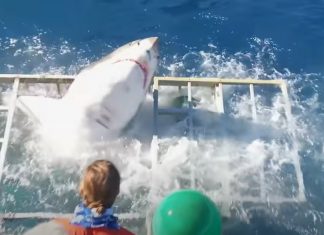 Un tiburón blanco atraviesa la jaula de un buzo en México