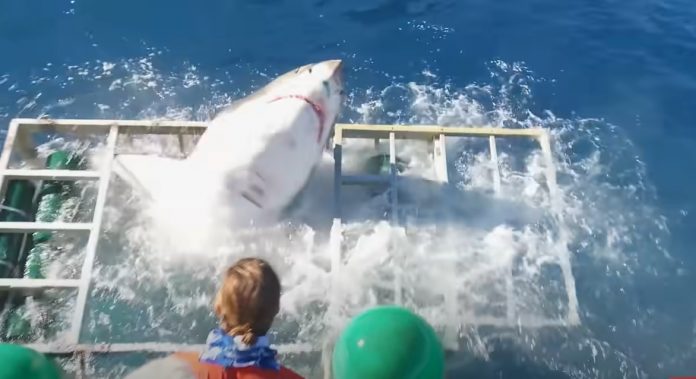 Un tiburón blanco atraviesa la jaula de un buzo en México