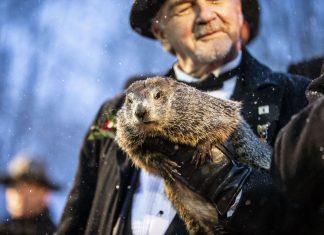 DÍA DE LA MARMOTA | La marmota Phil predice cuánto durará el invierno