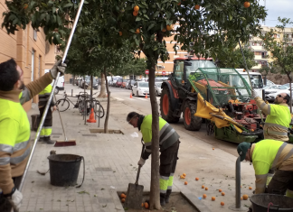 ¿Por qué las naranjas de las calles de Valencia no se pueden comer ?