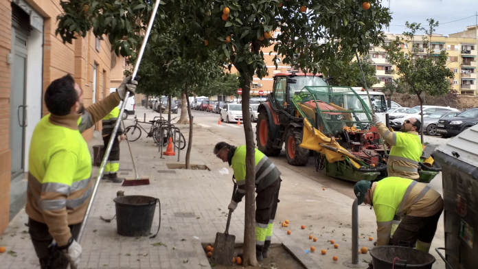 ¿Por qué las naranjas de las calles de Valencia no se pueden comer ?