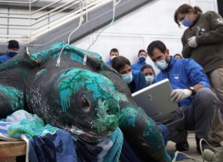 Recuperan en el Oceanogràfic una tortuga de 230 kilos que vuelve hoy al mar