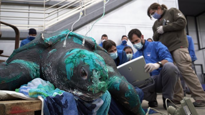 Recuperan en el Oceanogràfic una tortuga de 230 kilos que vuelve hoy al mar