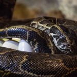 La serpiente más grande de África se pone de "parto" en Valencia