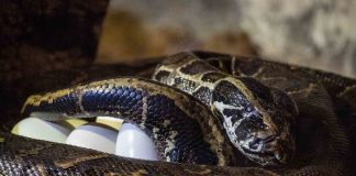 La serpiente más grande de África se pone de "parto" en Valencia