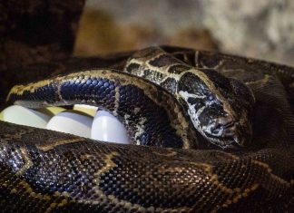 La serpiente más grande de África se pone de "parto" en Valencia