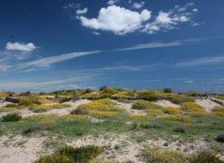 La "hierba de los espíritus" tiñe de amarillo las dunas de El Saler con un espectáculo floral único