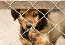 Cada año cientos de perros y gatos son abandonados en nuestra ciudad Detienen a tres menores de Paterna por secuestrar un perro y pedir un rescate de 150 euros