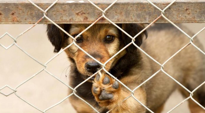 Cada año cientos de perros y gatos son abandonados en nuestra ciudad Detienen a tres menores de Paterna por secuestrar un perro y pedir un rescate de 150 euros