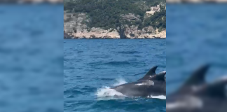 VÍDEO | Increíble avistamiento de delfines junto a la Cova del Llop Marí en Jávea