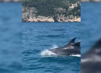 VÍDEO | Increíble avistamiento de delfines junto a la Cova del Llop Marí en Jávea