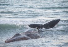 VÍDEO | Una espectacular ballena de 25 toneladas muere en la costa de Valencia