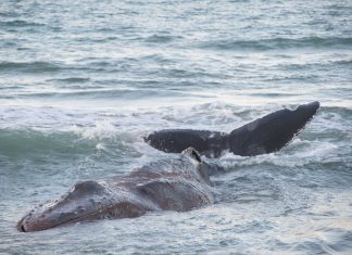 VÍDEO | Una espectacular ballena de 25 toneladas muere en la costa de Valencia