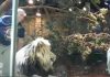 VÍDEO | Impactante rescate de una leona a su cuidador del ataque de otro león