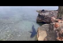 Aparece un tiburón de dos metros en una playa de Ibiza