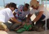 Una tortuga boba pone 131 huevos en una playa de la Comunitat Valenciana