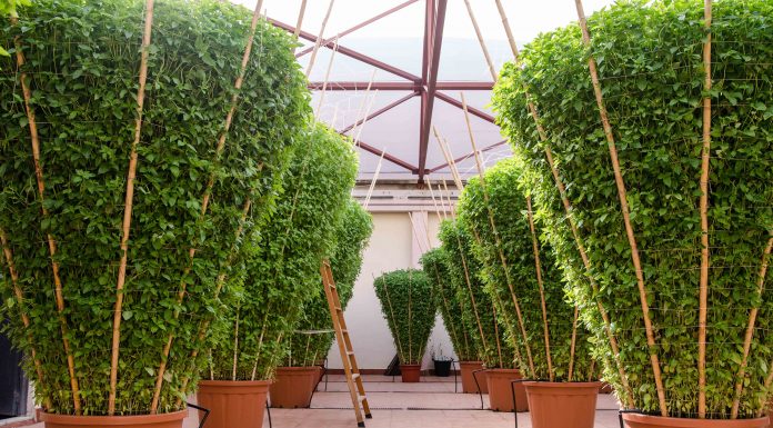 Bétera disfruta unas fiestas de récord Guinnes