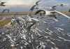 Millares de gaviotas sobrevuelan l’Albufera