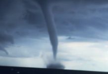 Vídeo: Dos manga marina sorprenden a Dénia