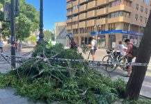 Varias ramas de otro gran árbol de Valencia se desploman sobre un carril bici del centro