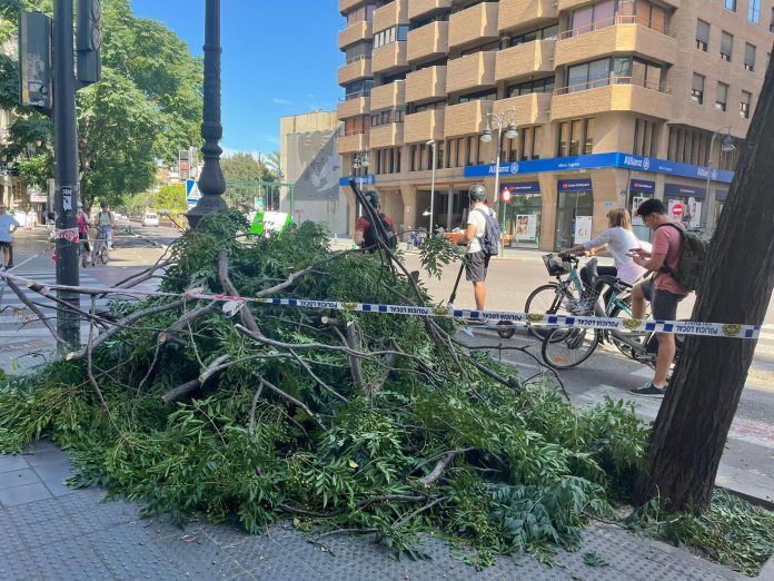 Varias ramas de otro gran árbol de Valencia se desploman sobre un carril bici del centro