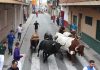 Un toro mata a un hombre de 72 años tras ser corneado en Almassora