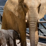 Nace el primer elefante valenciano en Bioparc