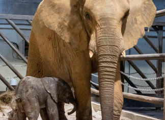 Nace el primer elefante valenciano en Bioparc