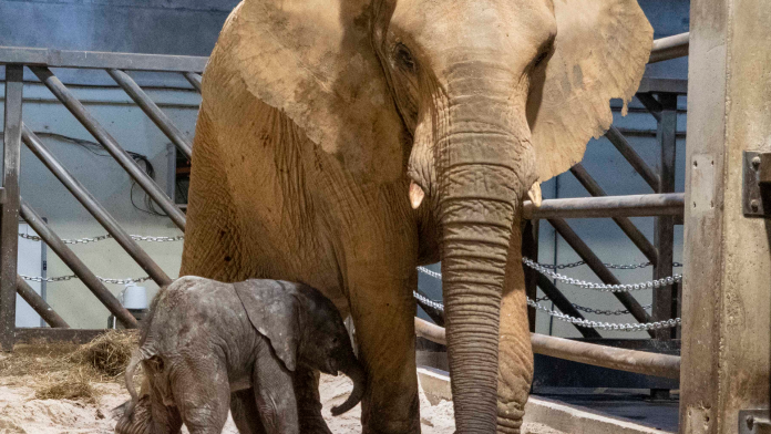Nace el primer elefante valenciano en Bioparc