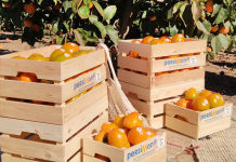 El Kaki Persimon, la particular fruta valenciana vuelve a los supermercados El Kaki Persimon vuelve a los supermercados