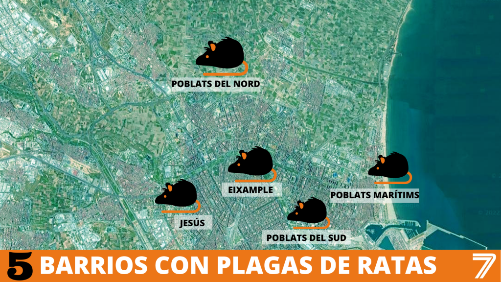 Una plaga de ratas aterroriza Valencia: los barrios más afectados