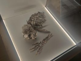 Los restos del hombre más antiguo de la Península Ibérica llegan a un museo de Valencia