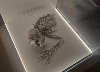 Los restos del hombre más antiguo de la Península Ibérica llegan a un museo de Valencia