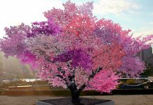 El sorprendente árbol que es una obra de arte que cambia de color y aroma
