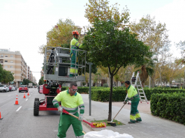 Valencia pierde las naranjas de sus árboles: por qué no se pueden comer si vienen de la calle