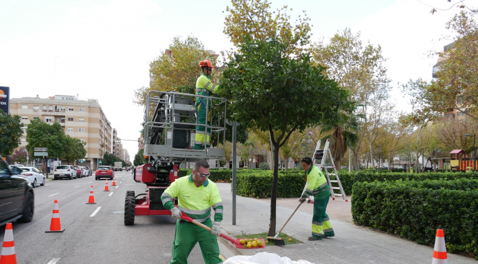 Valencia pierde las naranjas de sus árboles: por qué no se pueden comer si vienen de la calle