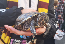 GALERÍA | Iguanas, hurones o tortugas: los animales más curiosos que desfilan en Sant Antoni Abad