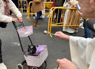 GALERÍA | Iguanas, ratas o peces: los animales más curiosos que desfilan en la bendición de Sant Antoni Abad