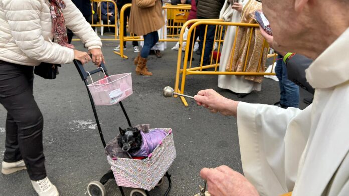 GALERÍA | Iguanas, ratas o peces: los animales más curiosos que desfilan en la bendición de Sant Antoni Abad
