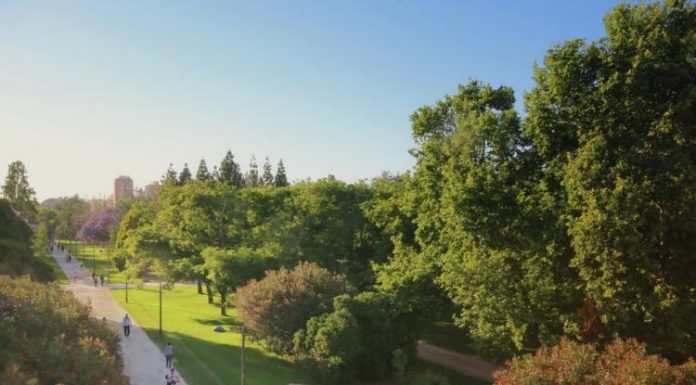 Valencia podará más de 400 árboles en diez barrios de la ciudad