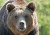 Un oso se hace 400 selfies tras encontrase una cámara trampa