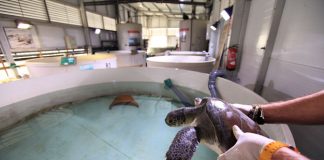 El Arca del Mar: así es el hospital de tortugas valenciano