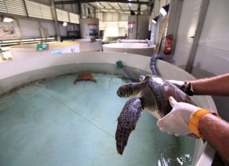 El Arca del Mar: así es el hospital de tortugas valenciano