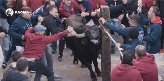 El vídeo de PACMA que pone los pelos de punta: un toro embolado brama desesperado en Castellón