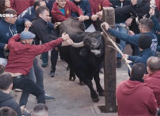 El vídeo de PACMA que pone los pelos de punta: un toro embolado brama desesperado en Castellón