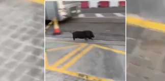 Un cerdo vietnamita se hace viral al huir de la policía en Port de Sagunt