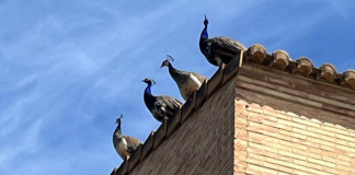 Peculiares imágenes de un rescate a cuatro pavos reales que iban de tejado en tejado en Godella