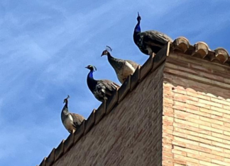 Peculiares imágenes de un rescate a cuatro pavos reales que iban de tejado en tejado en Godella