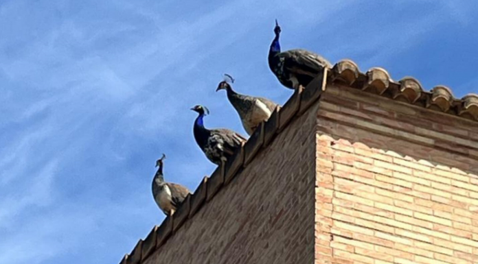 Peculiares imágenes de un rescate a cuatro pavos reales que iban de tejado en tejado en Godella Peculiares imágenes de un rescate a cuatro pavos reales que iban de tejado en tejado en Godella